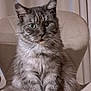 Kiwi a rejoint le concours — aidez-le/la à gagner de superbes lots ! cat, gray_cat, green_eyes, fluffy, sitting, chair, indoor, pet, feline, fur, portrait, looking_at_camera, curious, calm, animal, whiskers, ears, closeup, domestic_cat, furniture