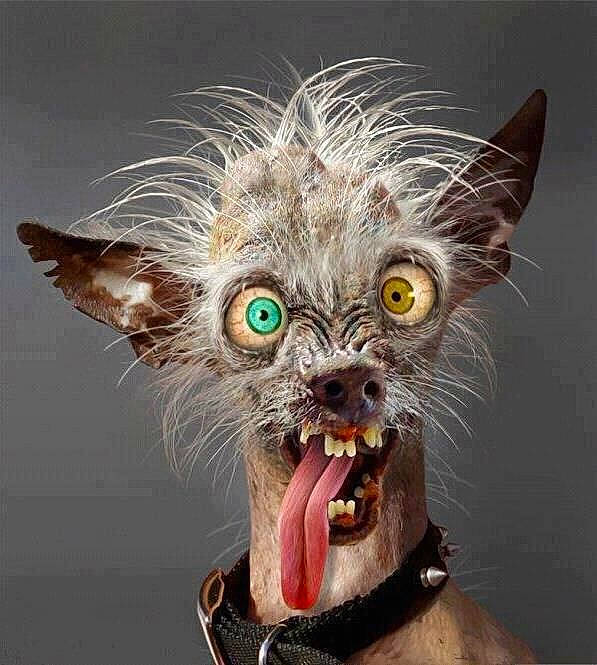 Ouf a rejoint le concours — aidez-le/la à gagner de superbes lots ! carnivore, collar, companion_dog, dog, dog_breed, dog_collar, dog_supply, eyewear, fang, fawn, felidae, fictional_character, glasses, human_body, liver, pet_supply, snout, sunglasses, whiskers, working_animal