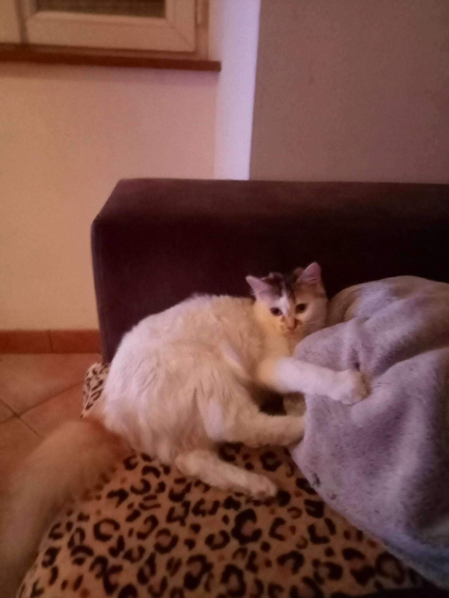 Bébé a rejoint le concours — aidez-le/la à gagner de superbes lots ! bed, bedding, carnivore, cat, cat_supply, comfort, domestic_short_haired_cat, fawn, felidae, floor, flooring, fur, hardwood, linens, paw, picture_frame, small_to_medium_sized_cats, tail, whiskers, wood