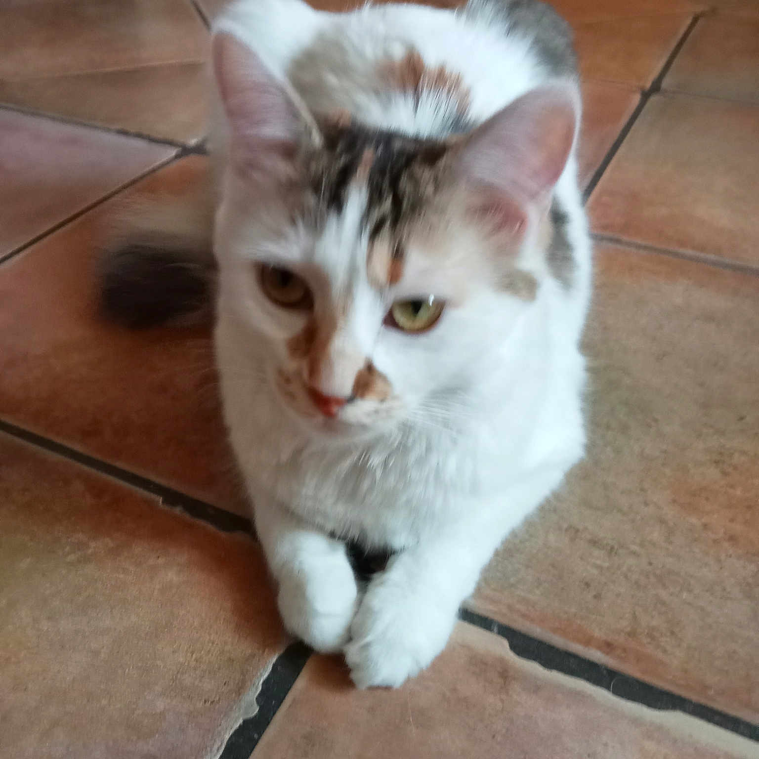 Bébé