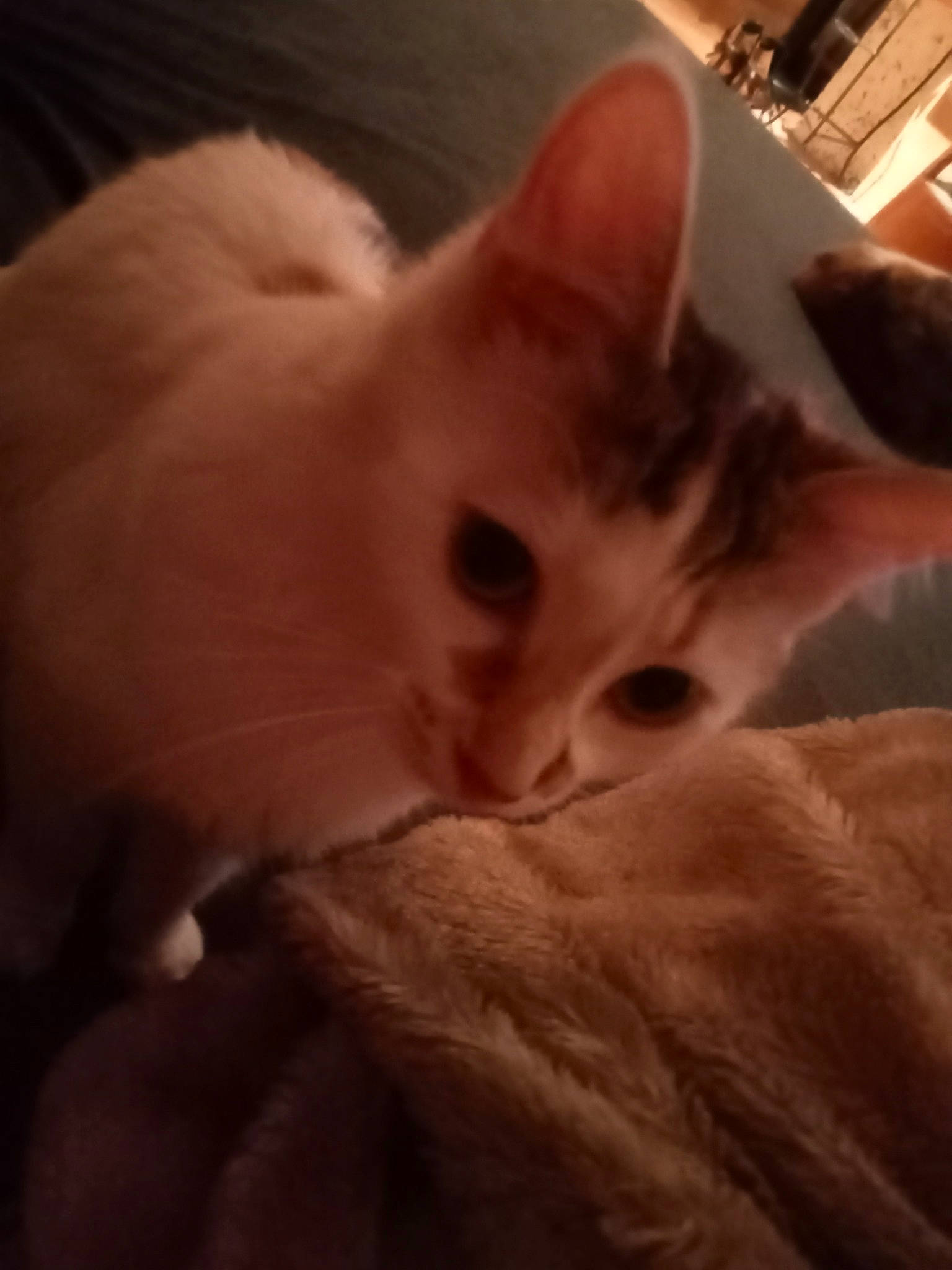 Bébé a rejoint le concours — aidez-le/la à gagner de superbes lots ! balinese, bed, carnivore, cat, claw, cloud, comfort, domestic_short_haired_cat, ear, fawn, felidae, fur, nap, paw, sleep, small_to_medium_sized_cats, snout, tail, whiskers, wood