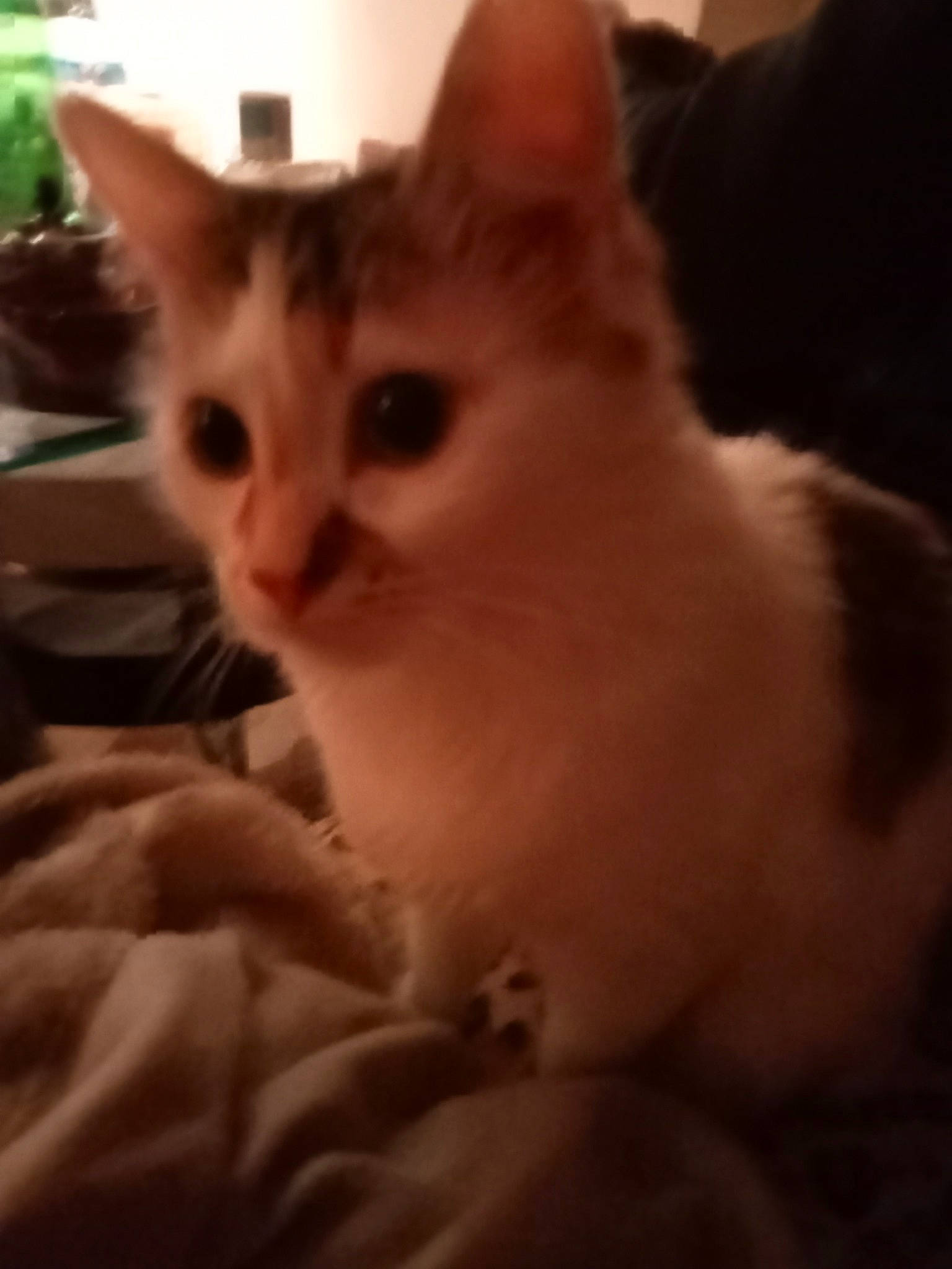 Bébé participe au concours pour gagner de l'argent avec cette photo : carnivore, cat, claw, comfort, domestic_short_haired_cat, ear, eye, fawn, felidae, flowerpot, fur, houseplant, paw, plant, sitting, small_to_medium_sized_cats, snout, tail, whiskers, wood