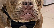 Volt a rejoint le concours — aidez-le/la à gagner de superbes lots ! dog, bulldog, pet, animal, bow_tie, portrait, close_up, front_facing, brown_fur, white_markings, floppy_ears, wrinkled_face, dark_eyes, nose, muzzle, sitting, indoors, tile_floor, home, formal_attire