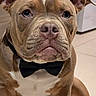 dog, bulldog, pet, animal, bow_tie, portrait, close_up, front_facing, brown_fur, white_markings, floppy_ears, wrinkled_face, dark_eyes, nose, muzzle, sitting, indoors, tile_floor, home, formal_attire