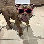 Volt a rejoint le concours — aidez-le/la à gagner de superbes lots ! dog, bulldog, puppy, sunglasses, pink_sunglasses, standing, indoors, kitchen, tile_floor, cabinet, brown_dog, short_hair, wrinkled_face, pet, animal, shadow, reflection, portrait, smartphone_screenshot, messaging_app