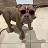 dog, bulldog, puppy, sunglasses, pink_sunglasses, standing, indoors, kitchen, tile_floor, cabinet, brown_dog, short_hair, wrinkled_face, pet, animal, shadow, reflection, portrait, smartphone_screenshot, messaging_app