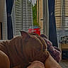 dog, sleeping, brown_dog, pet, indoor, living_room, window, curtains, blanket, stuffed_animal, lap, human_legs, tattoo, red_car, cozy, resting, close_up, portrait, home, relaxed