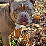 dog, canine, portrait, outdoor, autumn, fallen_leaves, brown_fur, blue_eyes, standing, short_coat, muscular, bulldog, pit_bull_type, animal, nature, backyard, daylight, close_up, serious_expression, phone_screenshot
