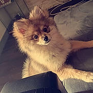 Shaido is registered to the contest to win money with this photo: animal, beige, brown, companion, cord, couch, curious, cute, dog, floor, fluffy, furniture, home, indoor, living_room, pet, pomeranian, power_outlet, puppy, wall