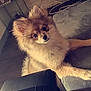 animal, beige, brown, companion, cord, couch, curious, cute, dog, floor, fluffy, furniture, home, indoor, living_room, pet, pomeranian, power_outlet, puppy, wall
