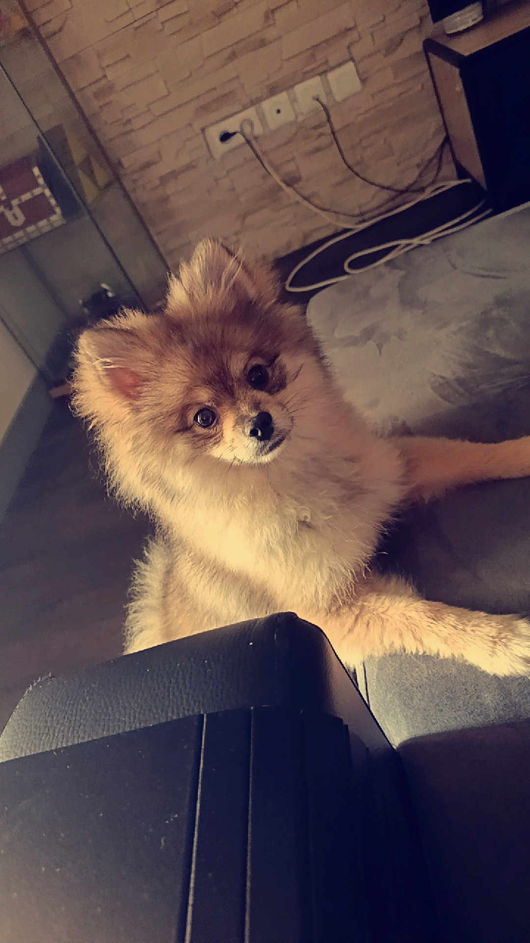 Shaido is registered to the contest to win money with this photo: animal, beige, brown, companion, cord, couch, curious, cute, dog, floor, fluffy, furniture, home, indoor, living_room, pet, pomeranian, power_outlet, puppy, wall