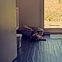 Shaido a rejoint le concours — aidez-le/la à gagner de superbes lots ! animal, cozy, daylight, dog, door, field, floor, home, indoor, nature, open_door, peaceful, pet_bed, quiet, relaxing, resting, small_dog, sunlight, window, wooden_floor