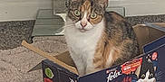 Chanel joined the competition — help win amazing prizes! animal, box, calico, carpet, cat, cozy, curious, cute, domestic, eyes, feline, fur, home, indoor, lamp, looking, pet, pillow, sitting, whiskers