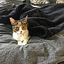 Chanel is registered to the contest to win money with this photo: animal, bed, blanket, calico_cat, cat, comfort, cozy, ears, eyes, feline, fur, home, indoor, nose, pet, pillow, relaxation, resting, tiger_face, whiskers