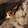 Chanel is registered to the contest to win money with this photo: animal, blanket, cat, closeup, comfort, cozy, cute, eyes, face, feline, fur, hiding, indoor, nap, pet, resting, soft, tabby, warm, whiskers