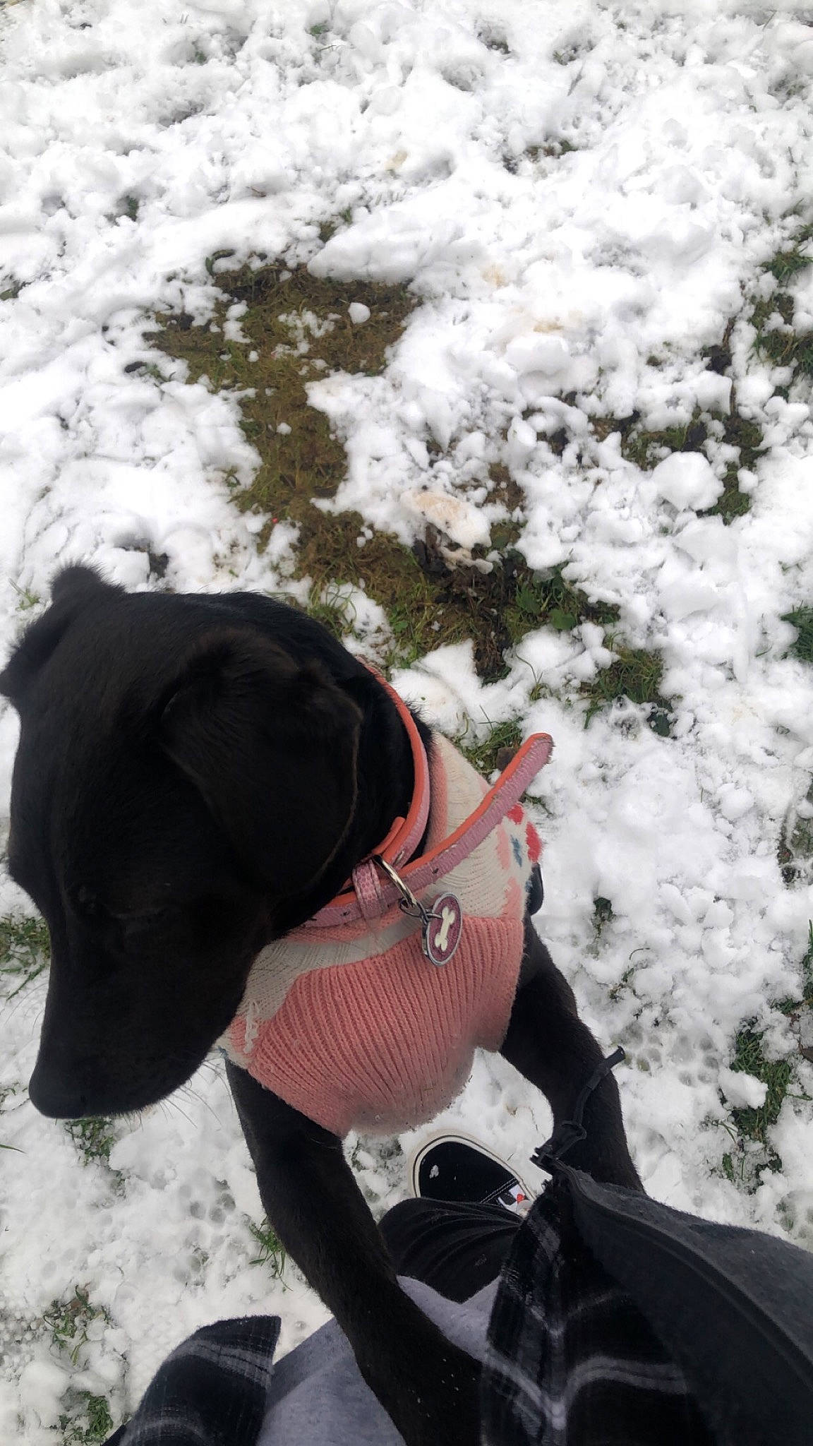 Nova is registered to the contest to win money with this photo: carnivore, collar, dog, dog_breed, dog_clothes, dog_collar, dog_supply, eyewear, fashion_accessory, freezing, hat, mammal, personal_protective_equipment, pet_supply, recreation, snow, sporting_group, sunglasses, winter, working_animal