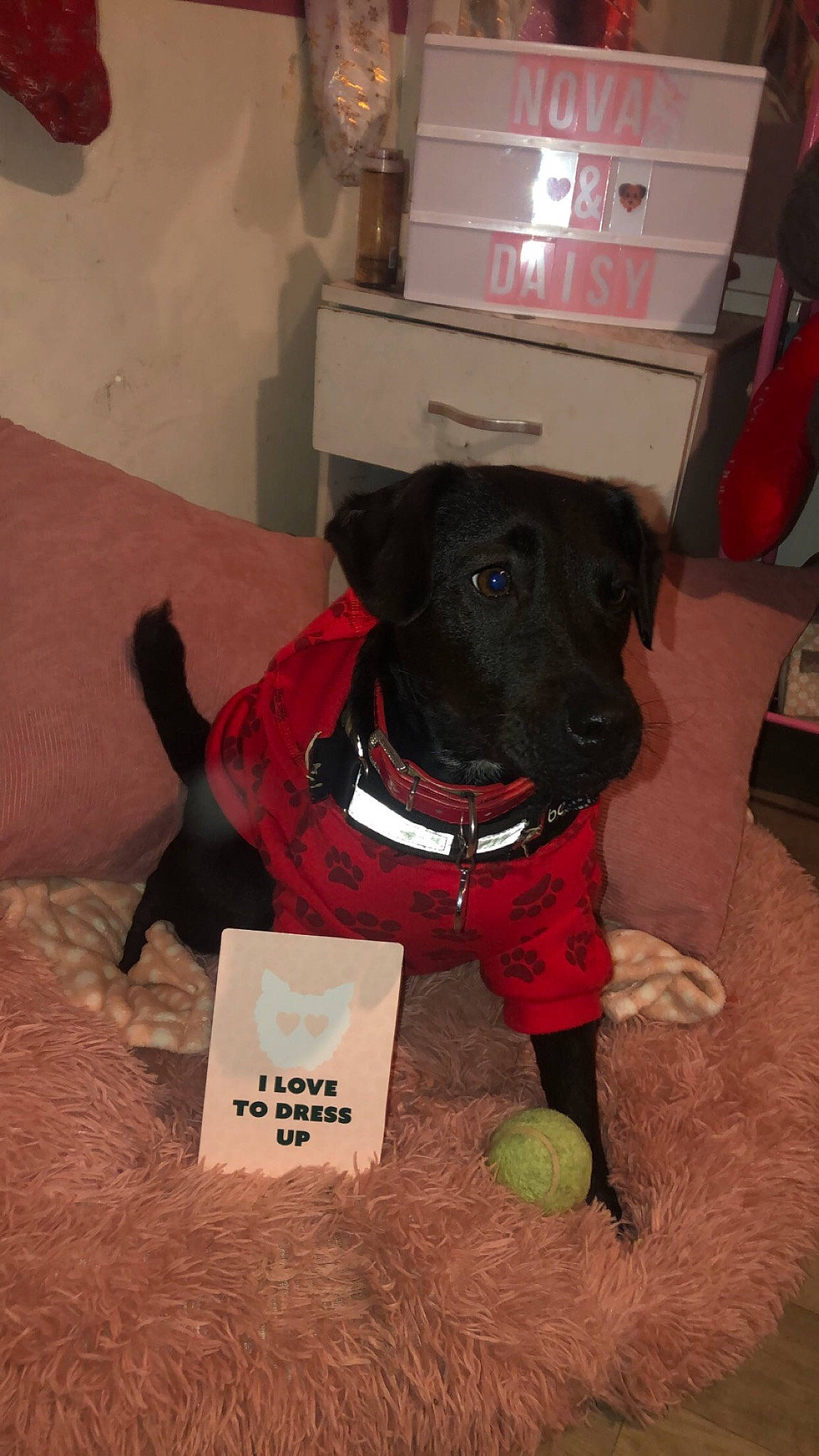 Nova is registered to the contest to win money with this photo: ball, canidae, carnivore, collar, companion_dog, dog, dog_breed, dog_collar, dog_supply, dog_toy, fawn, fur, guard_dog, personal_protective_equipment, pet_supply, retriever, snout, sporting_group, tennis_ball, working_animal