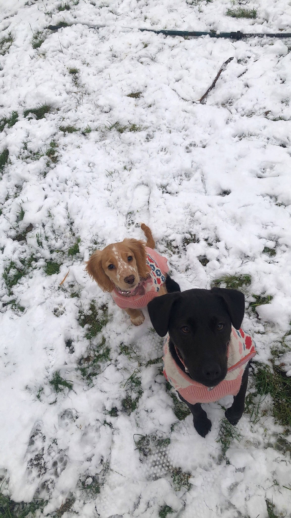 Daisy joined the competition — help win amazing prizes! canidae, carnivore, collar, companion_dog, dog, dog_breed, dog_clothes, dog_collar, dog_supply, fawn, freezing, fun, pet_supply, plant, playing_in_the_snow, snout, snow, sporting_group, winter, working_animal