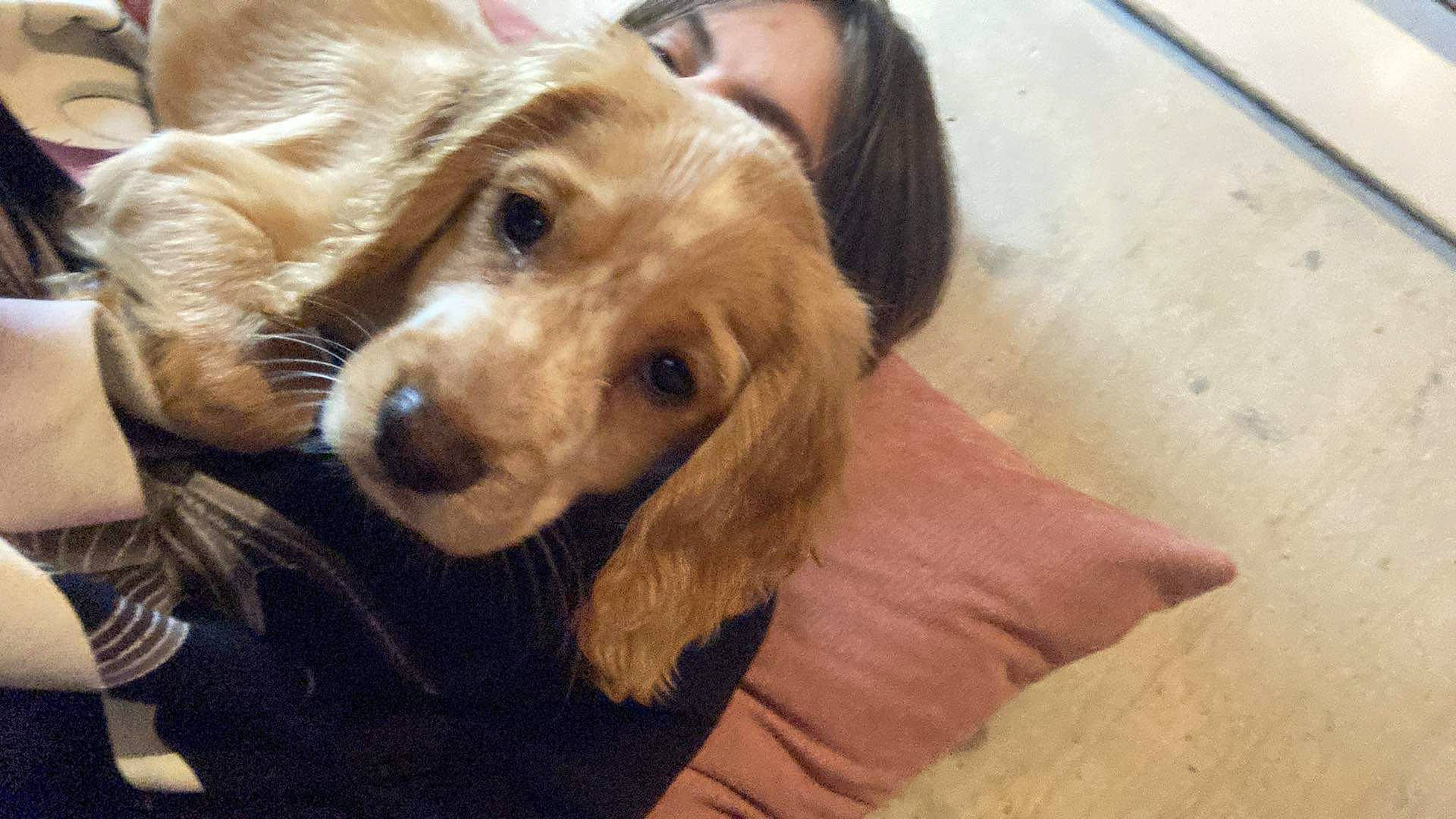 Daisy joined the competition — help win amazing prizes! canidae, carnivore, companion_dog, dog, dog_breed, ear, flooring, fur, liver, paw, puppy_love, retriever, selfie, snout, spaniel, sporting_group, toy_dog, whiskers, working_animal