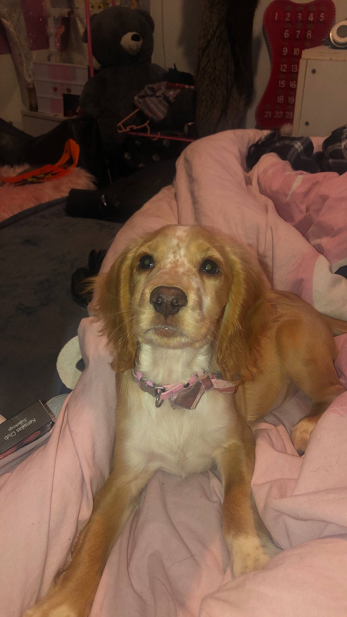 Daisy is registered to the contest to win money with this photo: canidae, carnivore, chair, comfort, companion_dog, dog, dog_breed, event, fawn, fun, fur, glasses, gun_dog, happy, smile, snout, sporting_group, whiskers