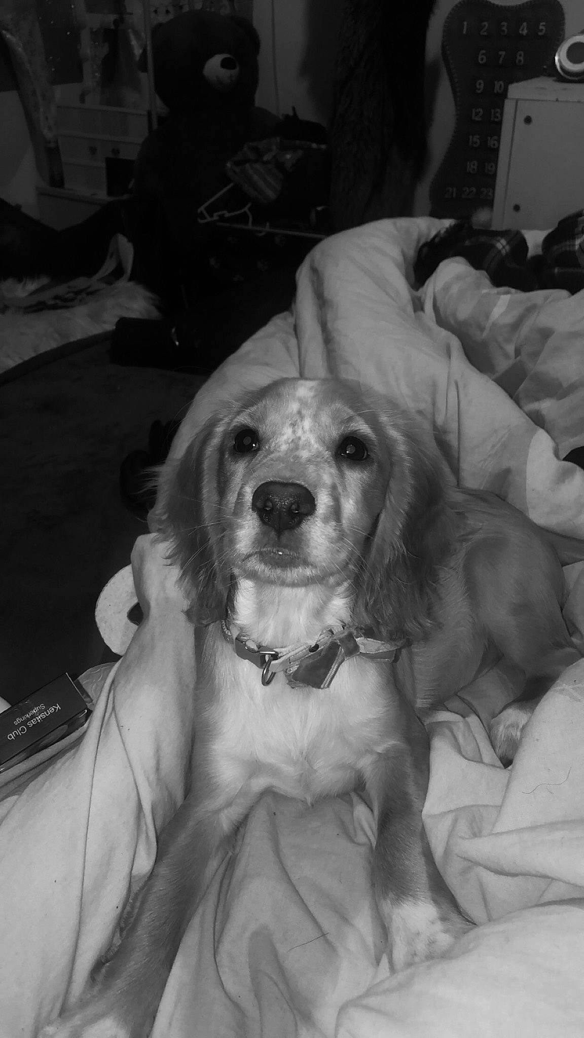 Daisy joined the competition — help win amazing prizes! black, black_and_white, canidae, carnivore, comfort, companion_dog, dog, dog_breed, event, fur, glasses, happy, monochrome, monochrome_photography, snout, spaniel, sporting_group, style, white, working_animal