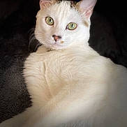 Tokyo participe au concours pour gagner de l'argent avec cette photo : alert, animal, animal_face, calm, cat, closeup, cute, domestic_animal, ears, feline, green_eyes, indoor, looking_at_camera, lying_down, pet, portrait, relaxed, soft_fur, whiskers, white_cat