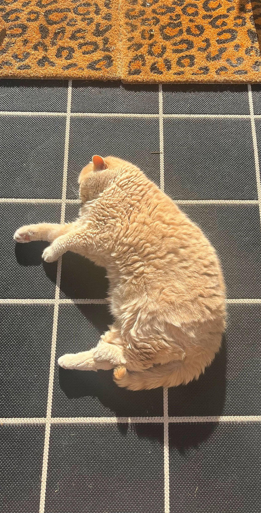 Bernie is registered to the contest to win money with this photo: animal_shelter, cage, carnivore, cat, claw, fawn, felidae, fence, fur, mesh, metal, pet_supply, small_to_medium_sized_cats, snout, tail, terrestrial_animal, whiskers, wire_fencing, wood, zoo