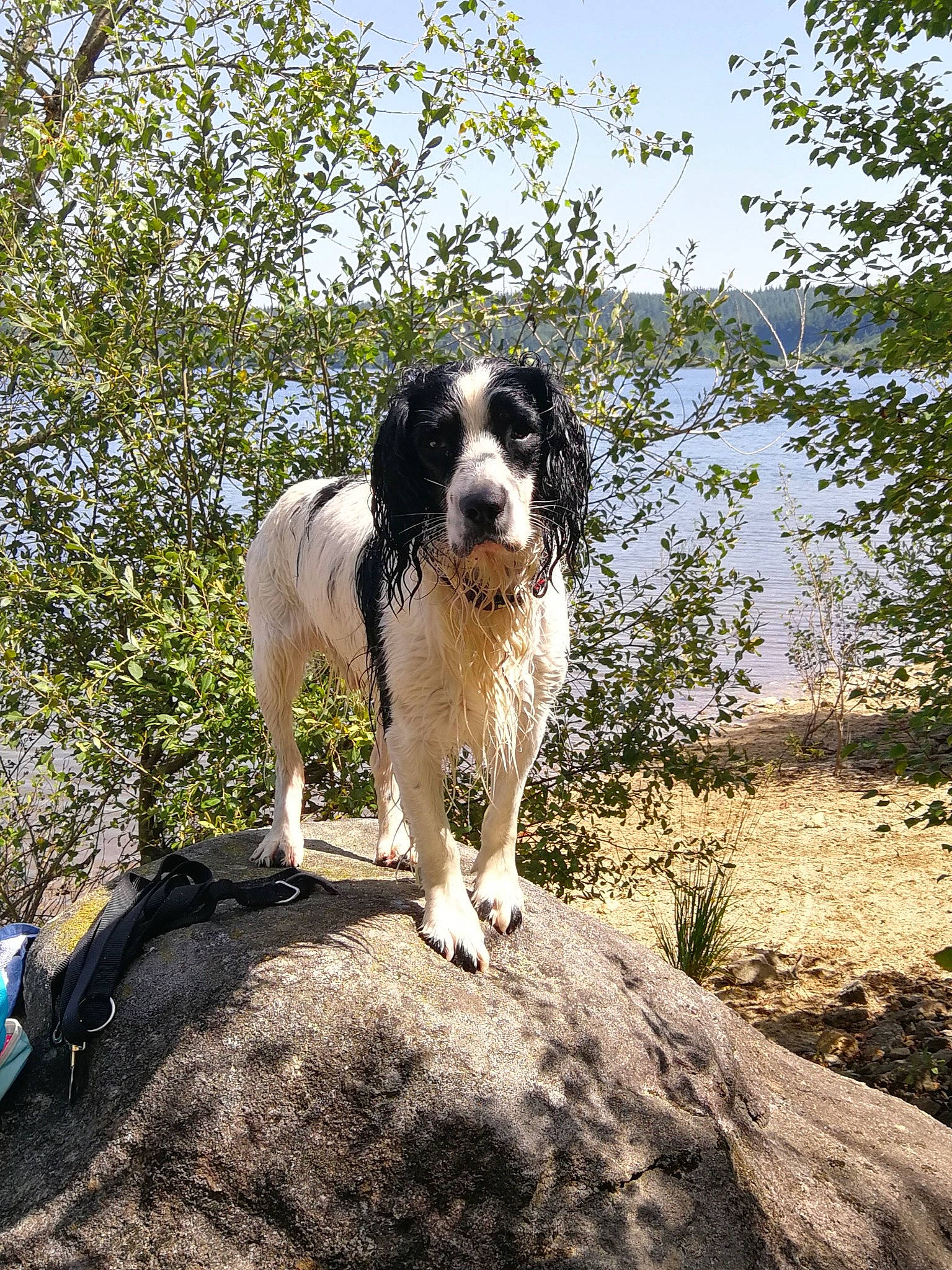 Peps participe au concours pour gagner de l'argent avec cette photo : canidae, carnivore, companion_dog, dog, dog_breed, gun_dog, hunting_dog, landscape, plant, rock, sky, snout, soil, tail, tree, water, working_animal, working_dog