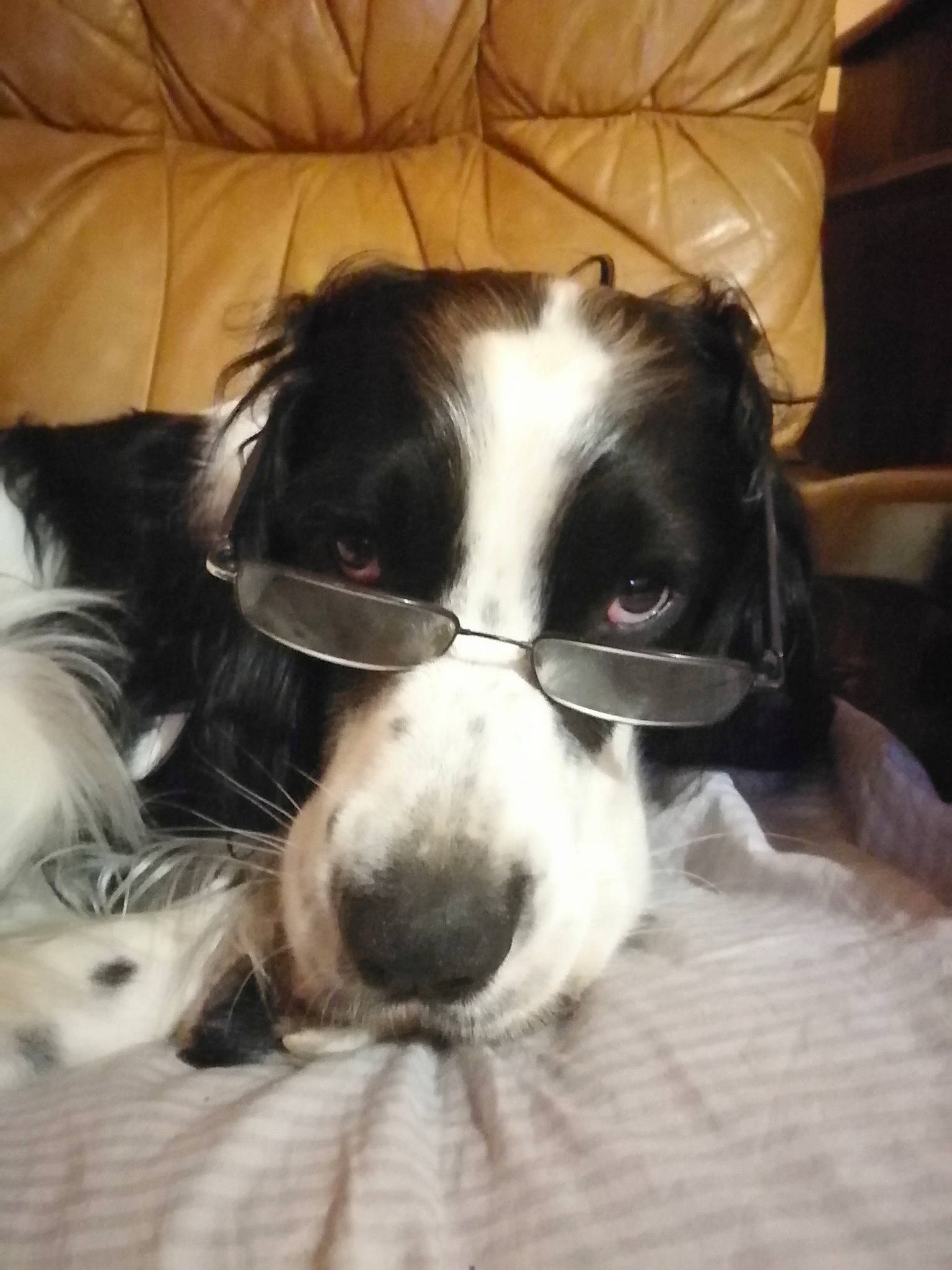 Peps participe au concours pour gagner de l'argent avec cette photo : canidae, carnivore, comfort, companion_dog, couch, dog, dog_breed, eyewear, fur, glasses, puppy, snout, spaniel, sporting_group, terrestrial_animal, toy_dog, vision_care, whiskers, working_animal, working_dog