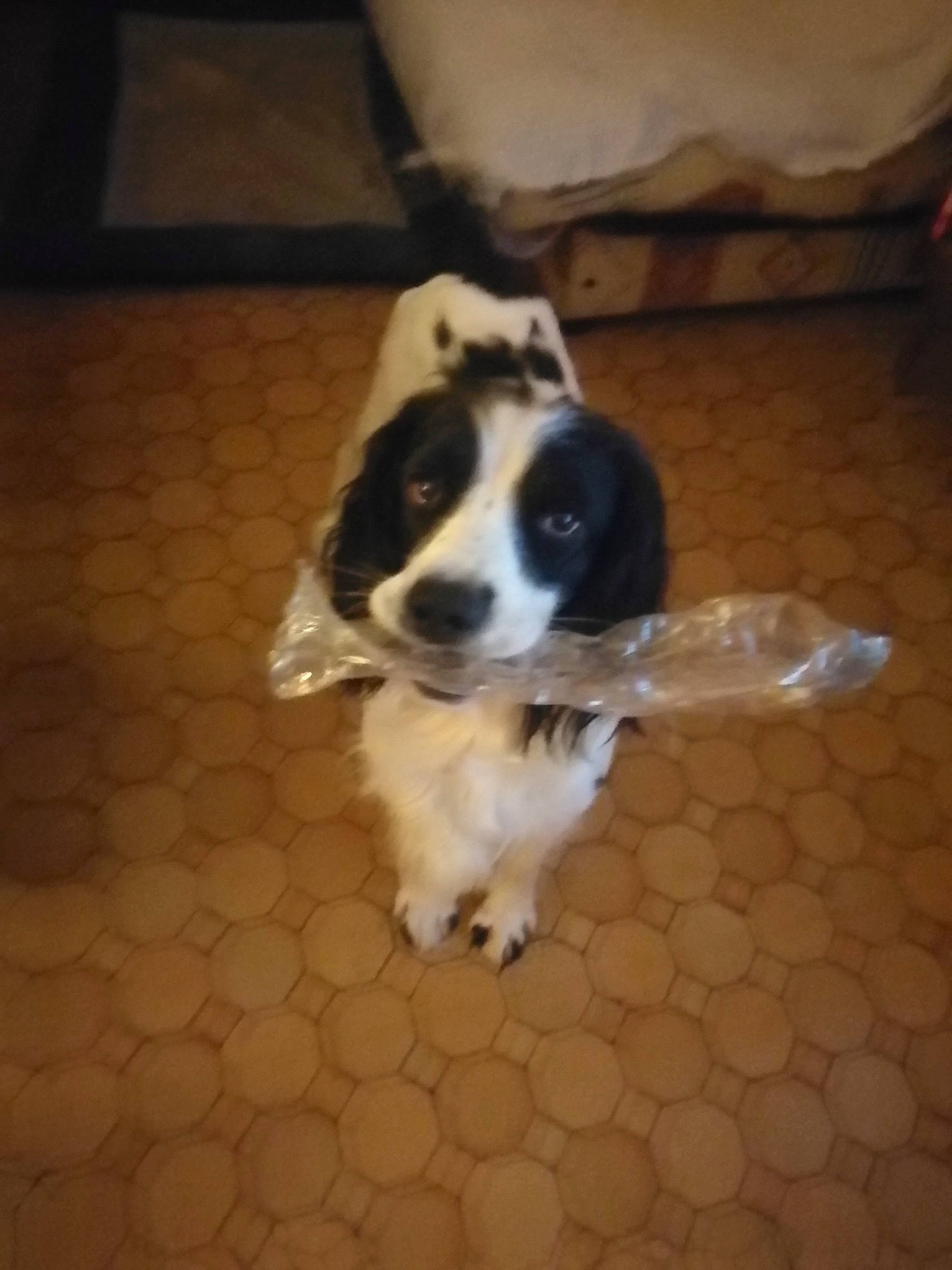 Peps participe au concours pour gagner de l'argent avec cette photo : carnivore, companion_dog, dog, dog_breed, floor, flooring, fur, hardwood, herding_dog, non_sporting_group, paw, spaniel, sporting_group, tail, terrestrial_animal, toy_dog, whiskers, wood, working_animal, working_dog