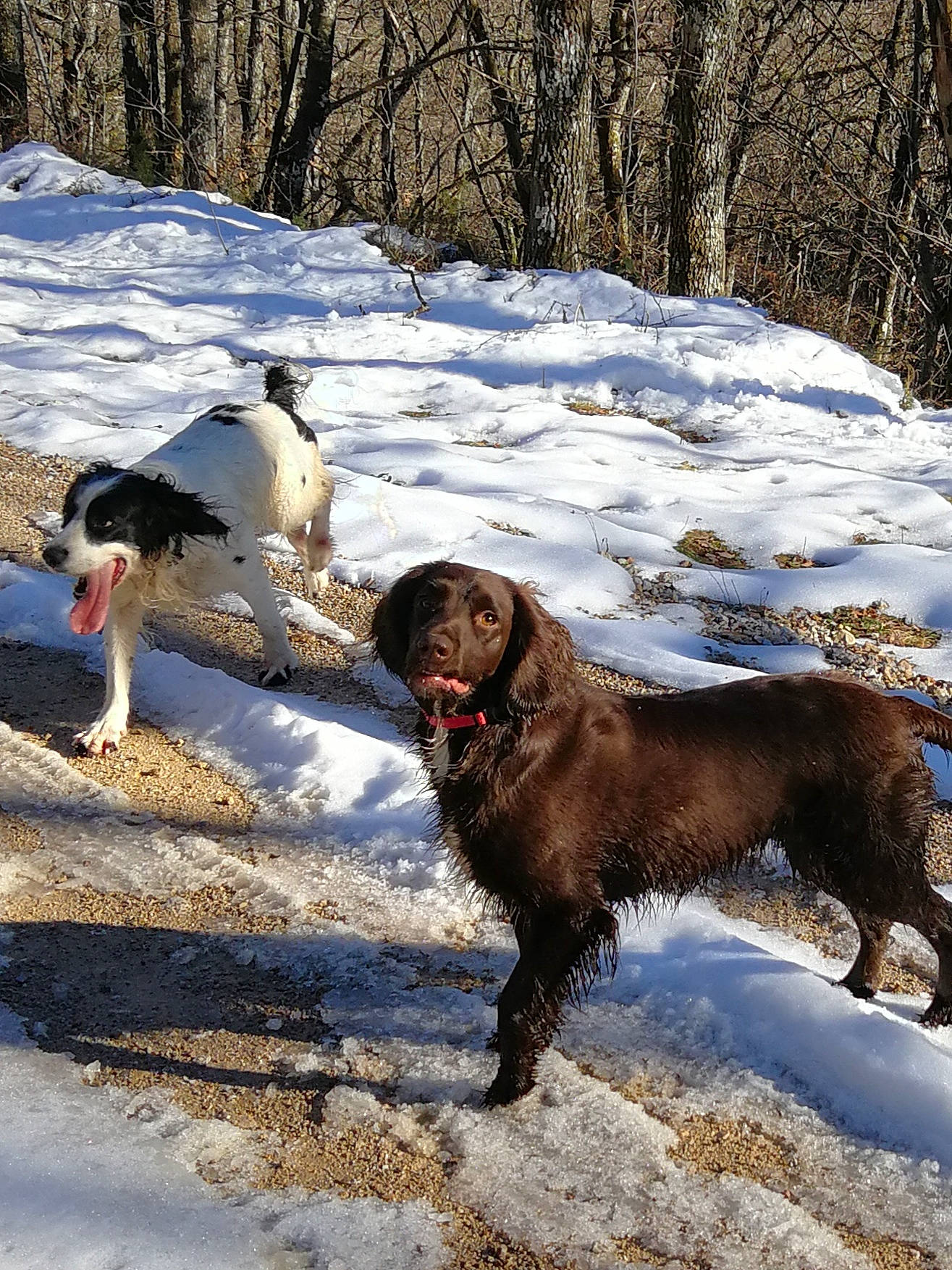 Reglisse participe au concours pour gagner de l'argent avec cette photo : canidae, carnivore, collar, companion_dog, dog, dog_breed, freezing, fur, gun_dog, leash, liver, pudelpointer, snow, spaniel, sporting_group, tail, tree, walking, winter, working_animal