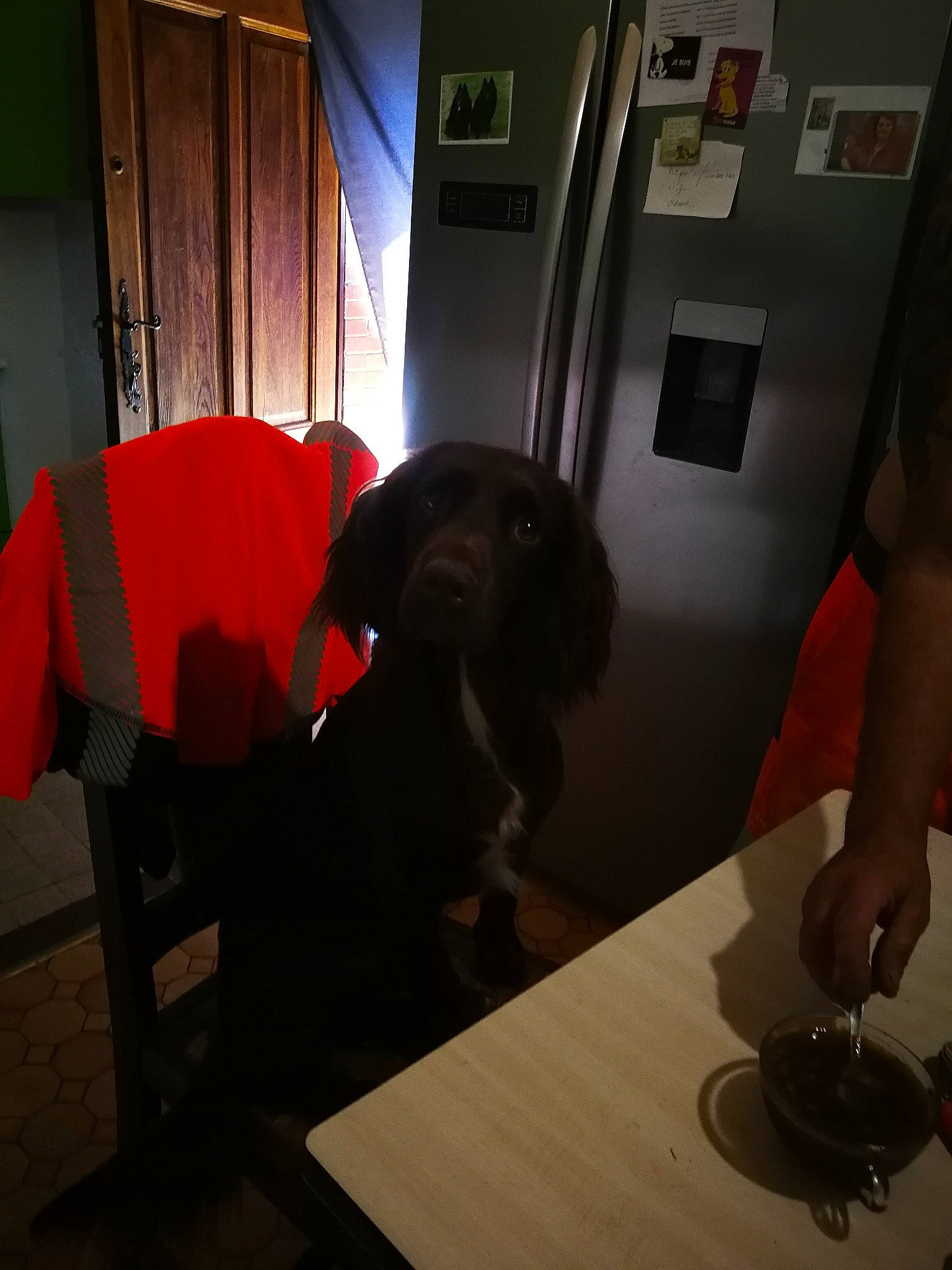 Reglisse participe au concours pour gagner de l'argent avec cette photo : black, canidae, carnivore, chair, comfort, companion_dog, dog, dog_breed, dog_collar, flooring, fur, kitchen_utensil, plate, snout, sporting_group, table, tableware, tail, wine_glass, working_animal