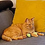 cat, orange_tabby, couch, yellow_pillow, toy, indoor, pet, feline, relaxed, fur, whiskers, paws, domestic_cat, resting, home, cozy, mammal, animal, cute, comfortable