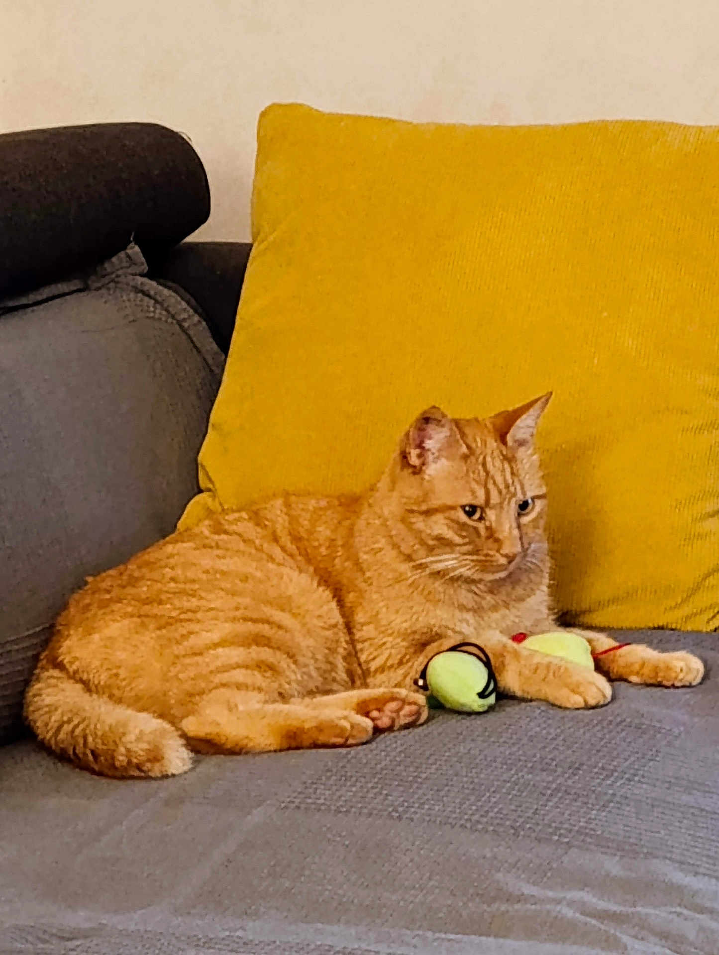 Tigrou participe au concours pour gagner de l'argent avec cette photo : cat, orange_tabby, couch, yellow_pillow, toy, indoor, pet, feline, relaxed, fur, whiskers, paws, domestic_cat, resting, home, cozy, mammal, animal, cute, comfortable