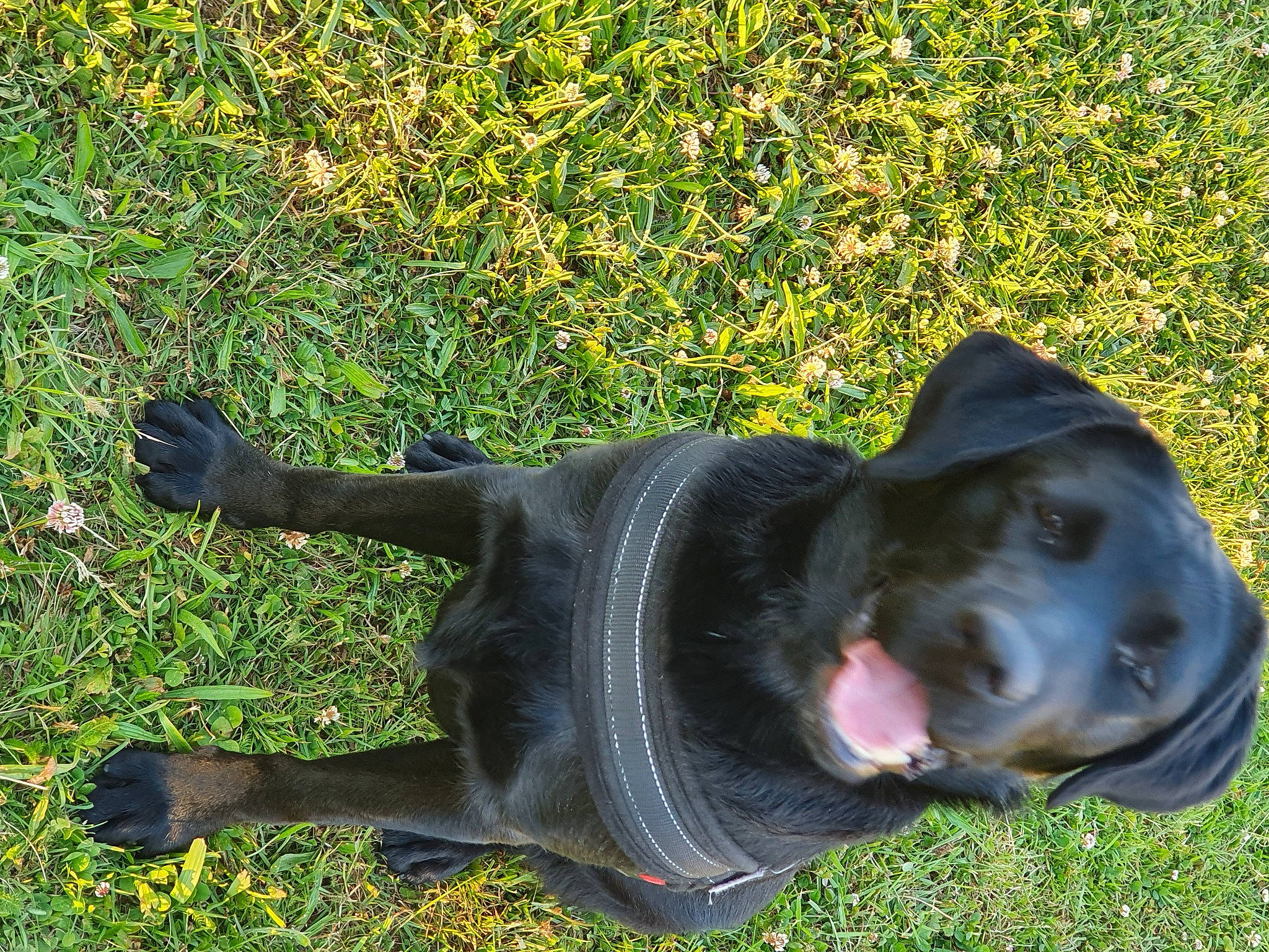 Siska a rejoint le concours — aidez-le/la à gagner de superbes lots ! canidae, carnivore, collar, companion_dog, dog, dog_breed, dog_collar, fashion_accessory, fawn, grass, guard_dog, personal_protective_equipment, plant, shadow, smile, snout, sporting_group, tail, tree, working_animal