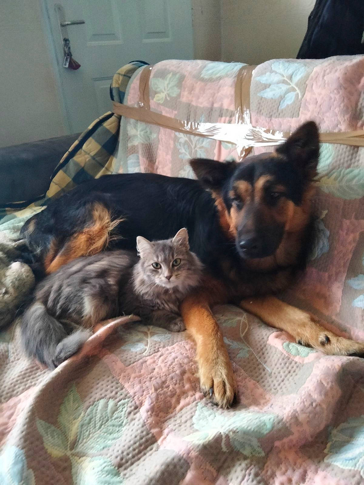 Mistigrette participe au concours pour gagner de l'argent avec cette photo : canidae, carnivore, cat, comfort, companion_dog, couch, dog, dog_breed, domestic_short_haired_cat, fawn, felidae, fur, living_room, room, small_to_medium_sized_cats, sporting_group, tail, tree, whiskers, wood