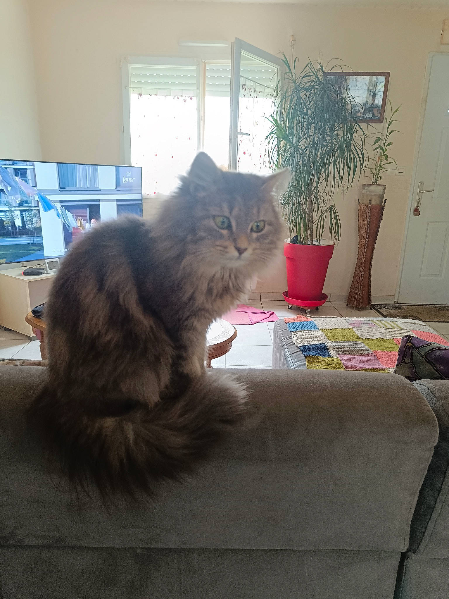 Mistigrette participe au concours pour gagner de l'argent avec cette photo : box, carnivore, cat, comfort, felidae, floor, flooring, flowerpot, fur, grey, hardwood, houseplant, maine_coon, mammal, plant, small_to_medium_sized_cats, tail, whiskers, window, wood