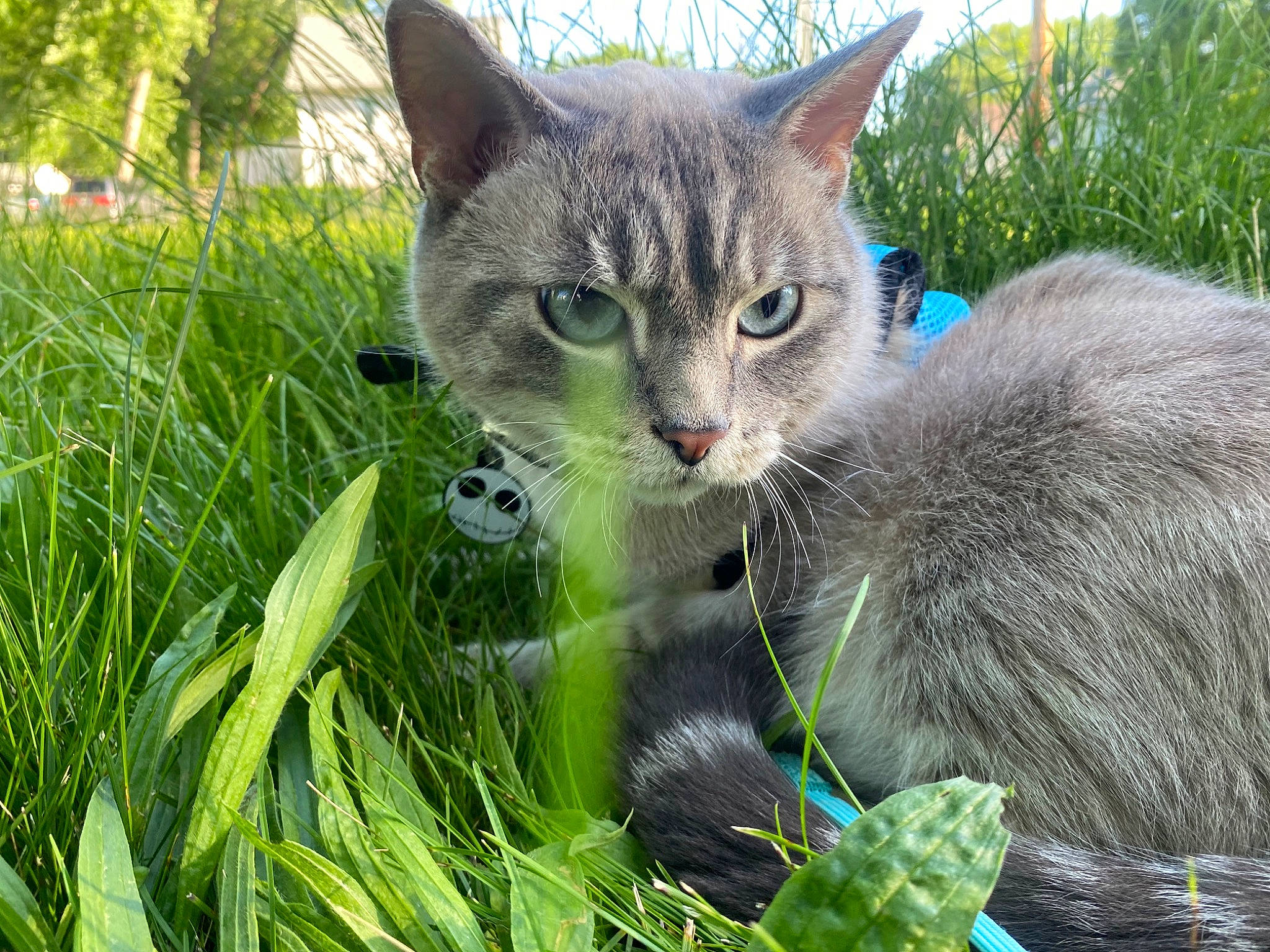 Haru joined the competition — help win amazing prizes! botany, carnivore, cat, domestic_short_haired_cat, event, fawn, felidae, fur, grass, grass_family, groundcover, organism, plant, russian_blue, small_to_medium_sized_cats, snout, tail, terrestrial_animal, tree, whiskers
