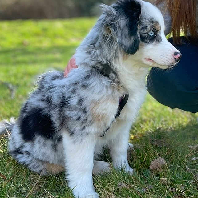 Puppy