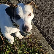 Ulysse a rejoint le concours — aidez-le/la à gagner de superbes lots ! animal, ball, brown, canine, chewed, closeup, collar, cute, daylight, dog, grass, looking_up, nature, outdoor, pavement, pet, playful, sidewalk, sunlight, white
