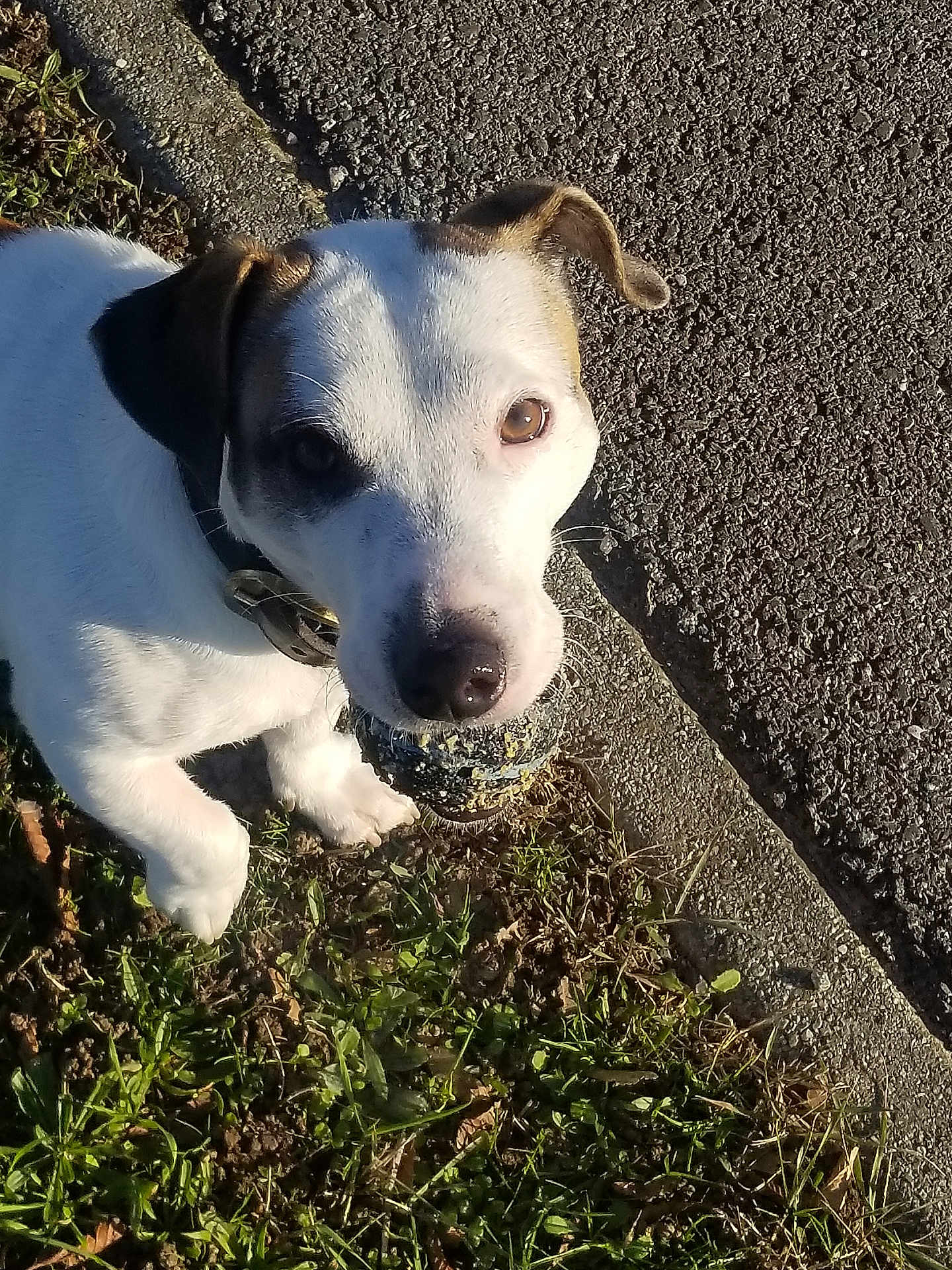 Ulysse a rejoint le concours — aidez-le/la à gagner de superbes lots ! animal, ball, brown, canine, chewed, closeup, collar, cute, daylight, dog, grass, looking_up, nature, outdoor, pavement, pet, playful, sidewalk, sunlight, white