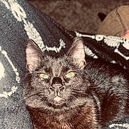 Beatrice joined the competition — help win amazing prizes! cat, black_cat, pet, animal, feline, close_up, indoor, blanket, patterned_blanket, fur, whiskers, ears, green_eyes, yellow_eyes, cozy, resting, comfort, soft_texture, domestic_cat, relaxed