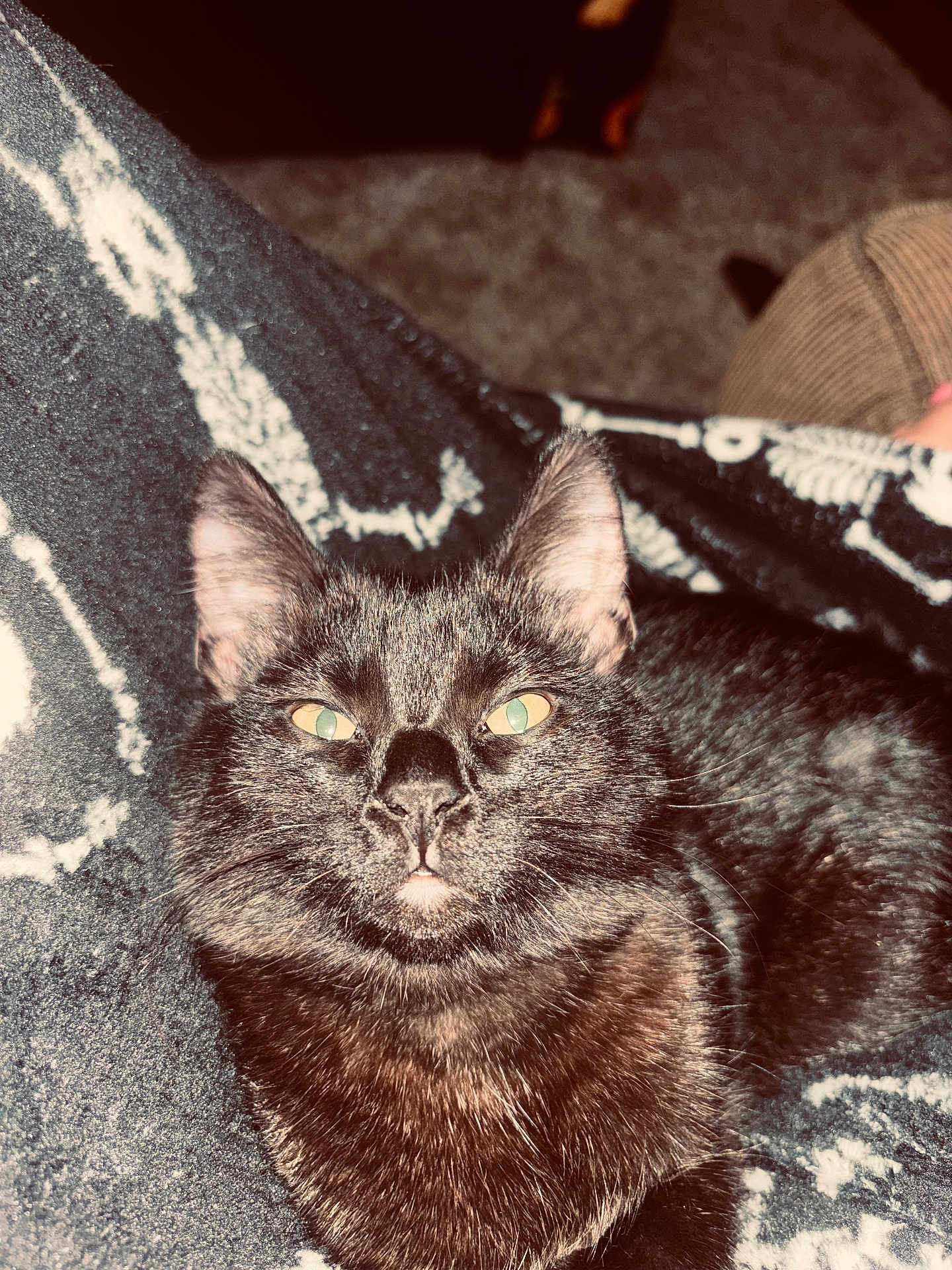 Beatrice joined the competition — help win amazing prizes! cat, black_cat, pet, animal, feline, close_up, indoor, blanket, patterned_blanket, fur, whiskers, ears, green_eyes, yellow_eyes, cozy, resting, comfort, soft_texture, domestic_cat, relaxed