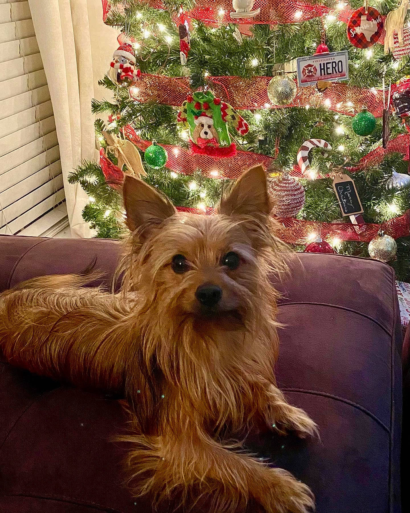 Jameson is registered to the contest to win money with this photo: carnivore, christmas_tree, companion_dog, conifer, dog, dog_breed, dog_supply, event, evergreen, fawn, fur, holiday, liver, plant, small_terrier, snout, terrier, toy_dog, working_animal, yorkshire_terrier