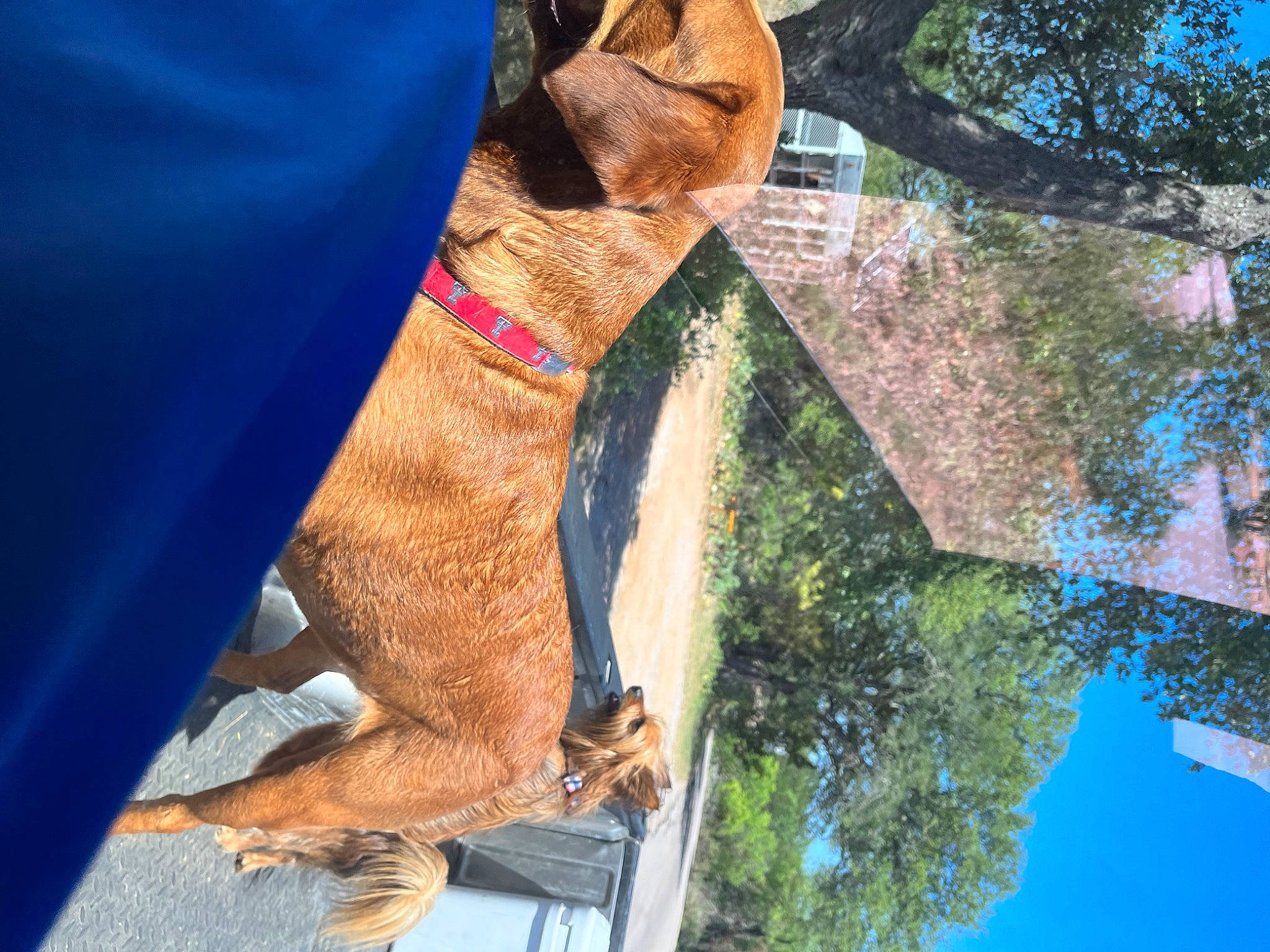 Jameson is registered to the contest to win money with this photo: art, blue, canidae, carnivore, collar, companion_dog, dog, dog_breed, dog_collar, electric_blue, fawn, leash, plant, sculpture, sky, snout, sporting_group, tree, wood, working_animal