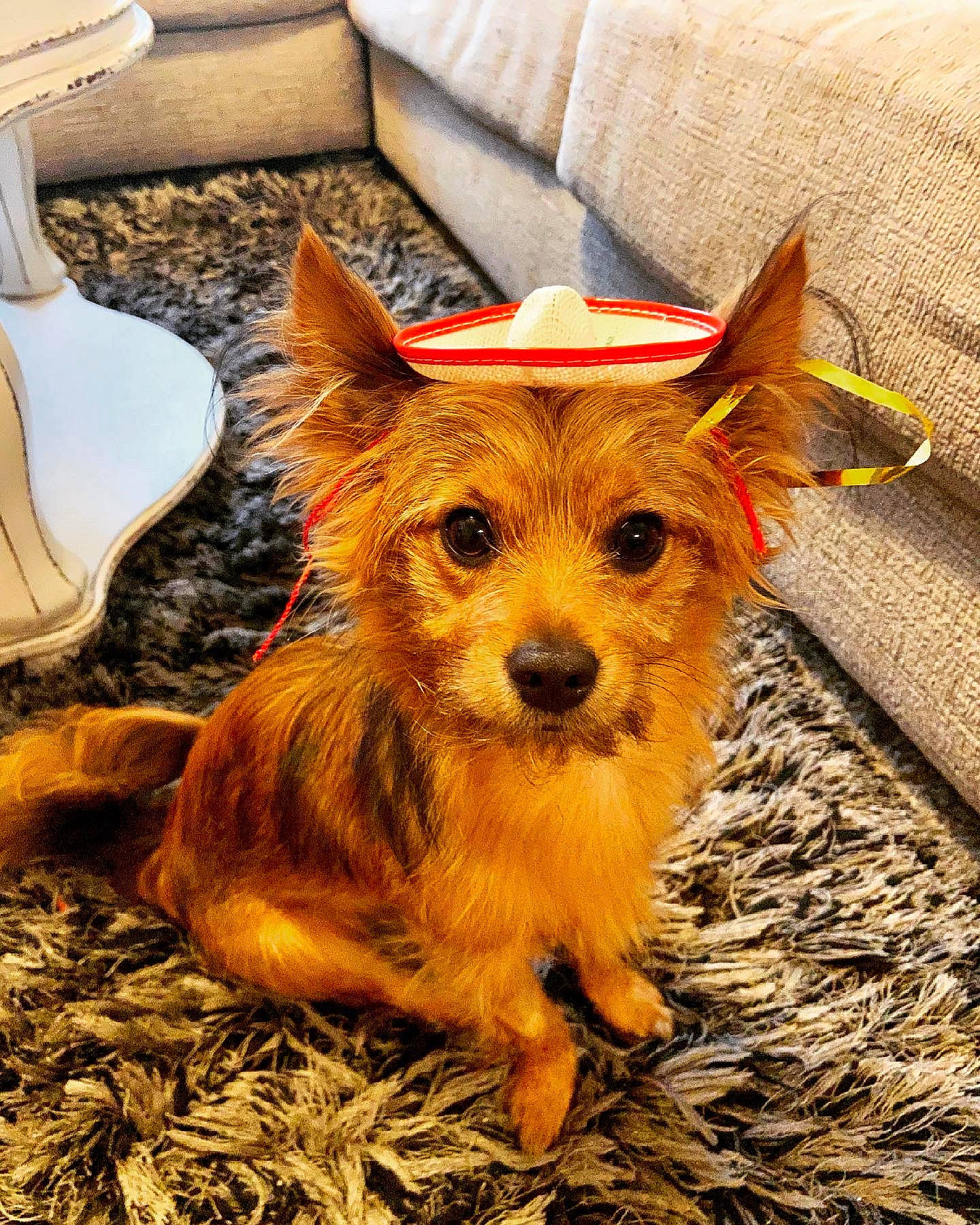 Jameson joined the competition — help win amazing prizes! biewer_terrier, canidae, carnivore, companion_dog, dog, dog_breed, dog_supply, fawn, fur, grass, small_terrier, snout, sporting_group, terrestrial_animal, terrier, toy_dog, whiskers, working_animal, yorkipoo, yorkshire_terrier