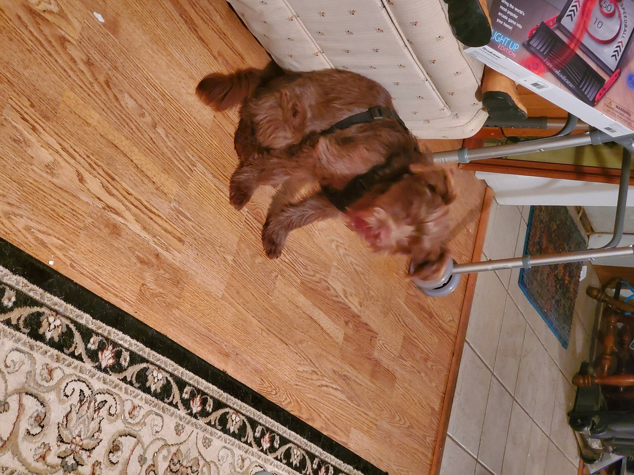 Frankie joined the competition — help win amazing prizes! art, canidae, companion_dog, dog_breed, fawn, floor, flooring, fur, hardwood, human_leg, liver, pattern, plank, plywood, sporting_group, varnish, wood, wood_flooring, wood_stain, working_animal