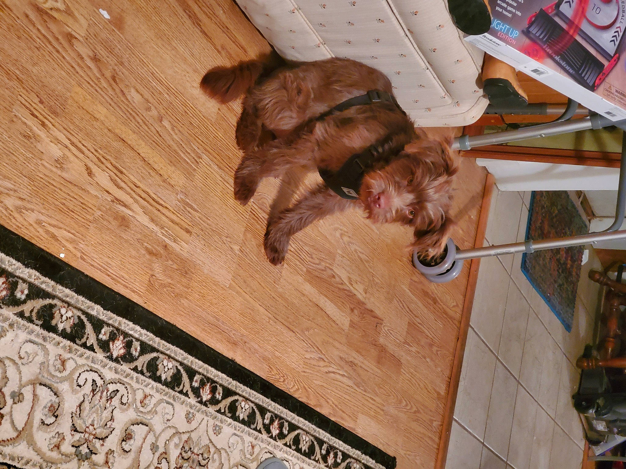 Frankie is registered to the contest to win money with this photo: brown, canidae, carnivore, companion_dog, dog, dog_breed, fawn, flooring, fur, hardwood, liver, pattern, plank, plywood, sporting_group, varnish, wood, wood_flooring, wood_stain, working_animal