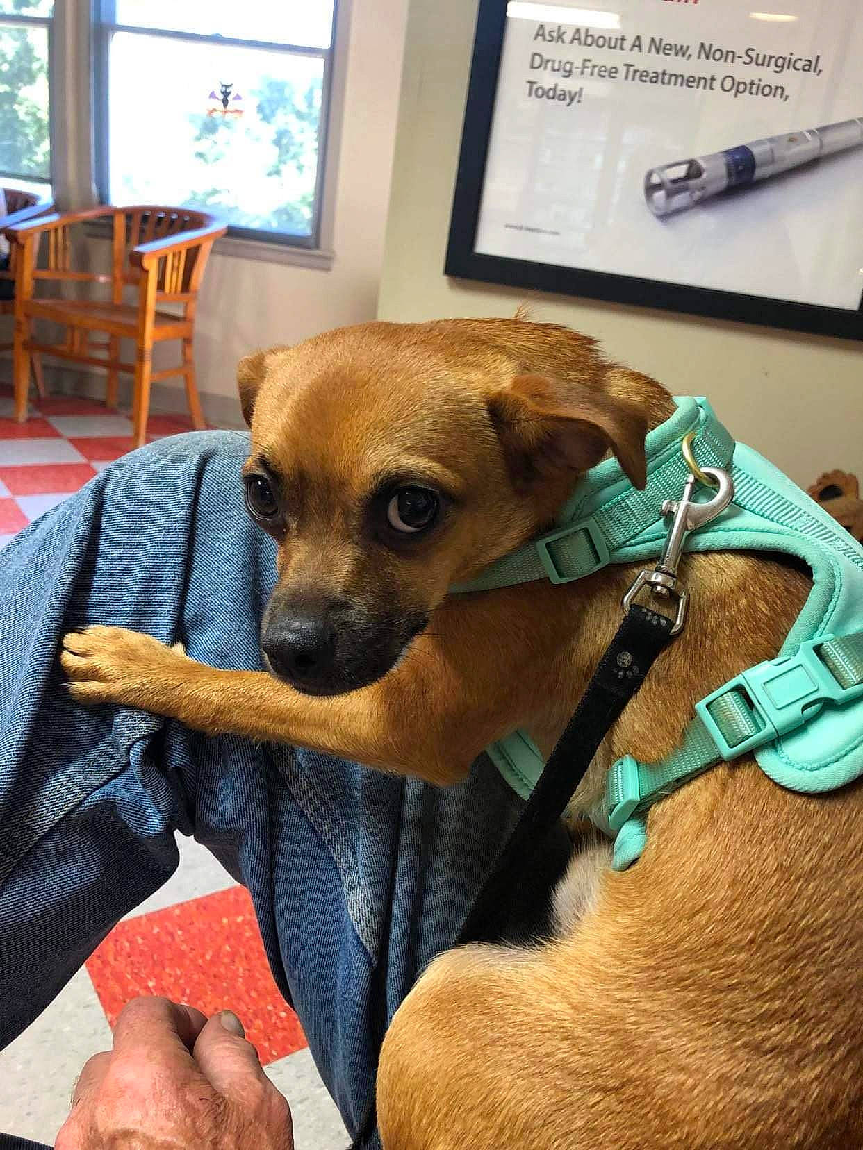 Chewy joined the competition — help win amazing prizes! canidae, carnivore, chair, collar, comfort, companion_dog, dog, dog_breed, dog_supply, fawn, fur, paw, pen, pet_supply, room, snout, sporting_group, whiskers, window, working_animal