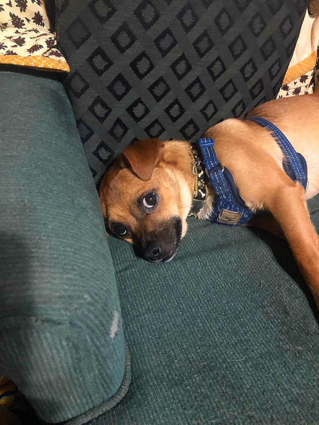 Chewy joined the competition — help win amazing prizes! abdomen, barechested, carnivore, chest, comfort, companion_dog, couch, dog, dog_breed, elbow, eyewear, fawn, foot, human_leg, knee, sportswear, sunglasses, thigh, trunk, wrist